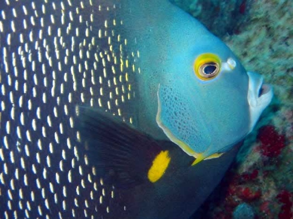 Angel fish, courtesy of Sea Ventures