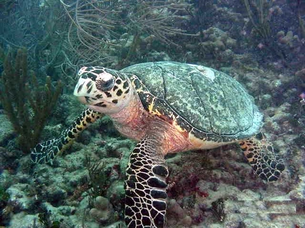 Tortoise, courtesy of Sea Ventures