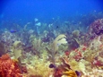 Beautiful coral, courtesy of Sea Ventures