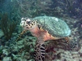 Tortoise, courtesy of Sea Ventures