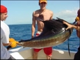 Nice sized Sailfish
