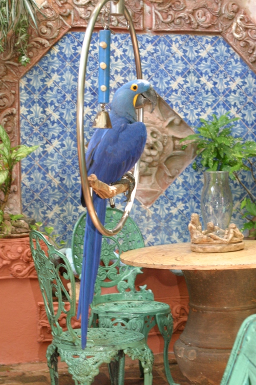Blue Macaw in courtyard
