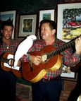 Guitar duo and Cockatoo
