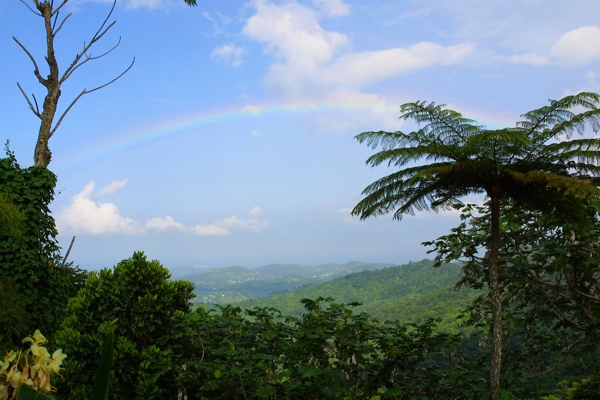 Rainforest valley with rainbow