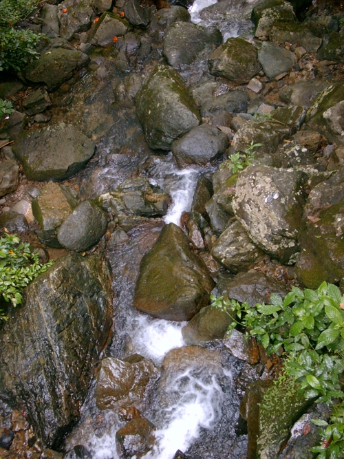 Jungle stream