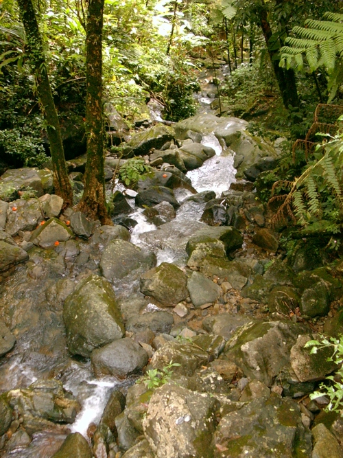 Jungle stream