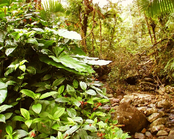 Lush foliage everywhere