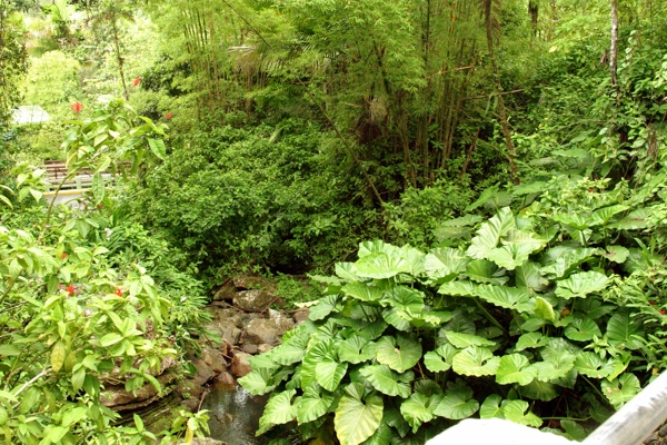 Lush foliage everywhere