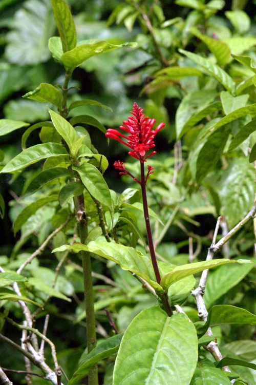 Beautiful flowers, this is the Ginger plant flower