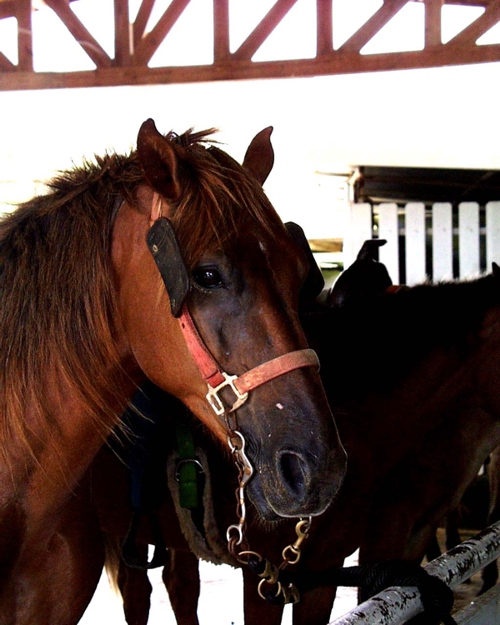 One of our friendly horses