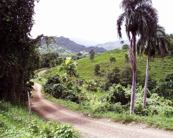 The trail winds into the forest